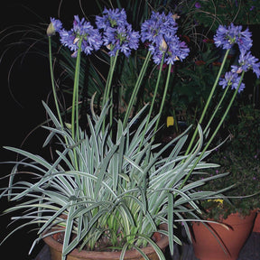 Afrikaanse lelie 'Silver Moon' - Agapanthus silver moon