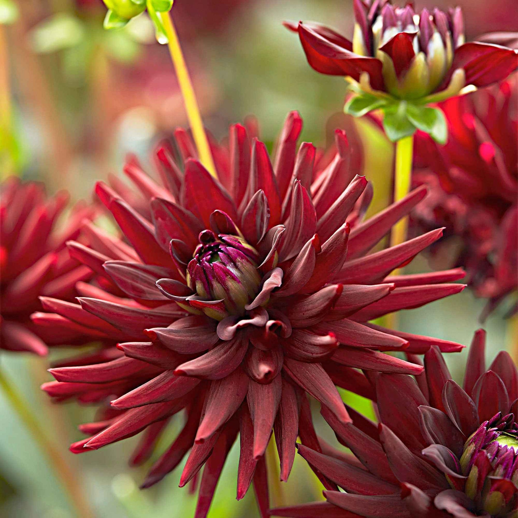 Dahlia tamburo - Dahlia 'Tamburo' (x3) - Dahlia 