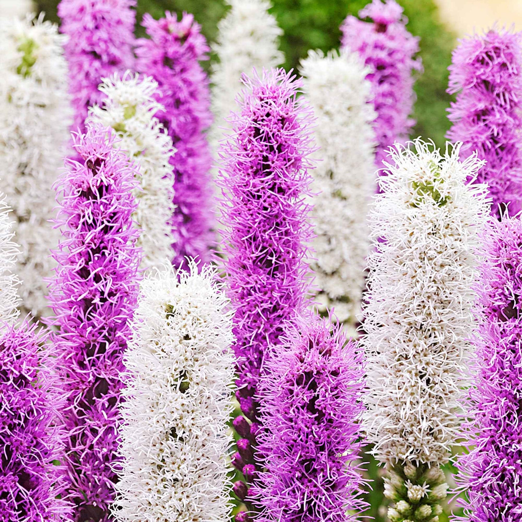 Lampenpoetser (x12) - Liatris spicata - Willemse
