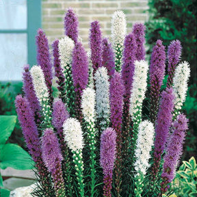 Lampenpoetser (x12) - Liatris spicata - Gemengde bloembollen