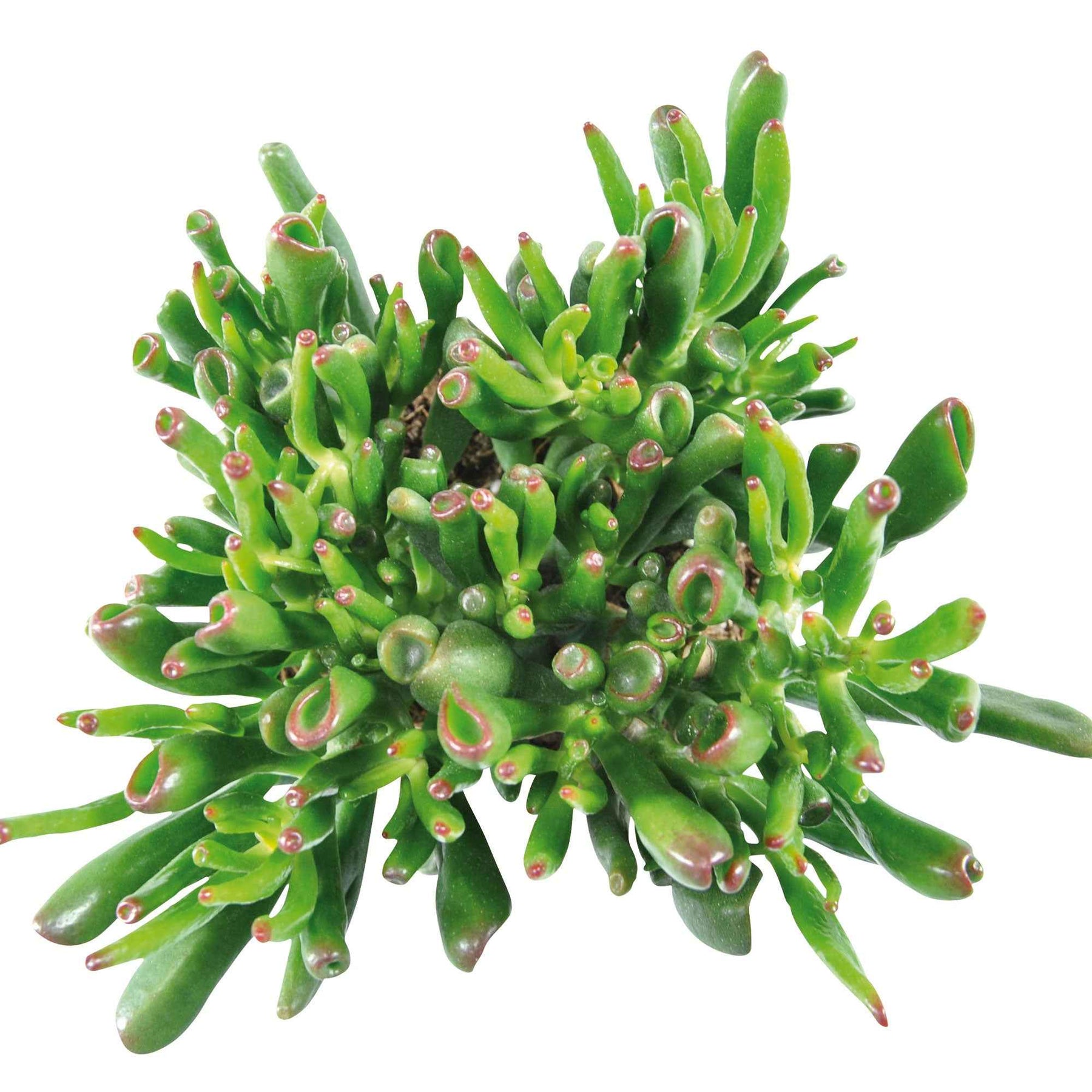 Jadeplant 'Hobbit' - Crassula ovata hobbit - Willemse