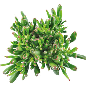 Jadeplant 'Hobbit' - Crassula ovata hobbit - Willemse