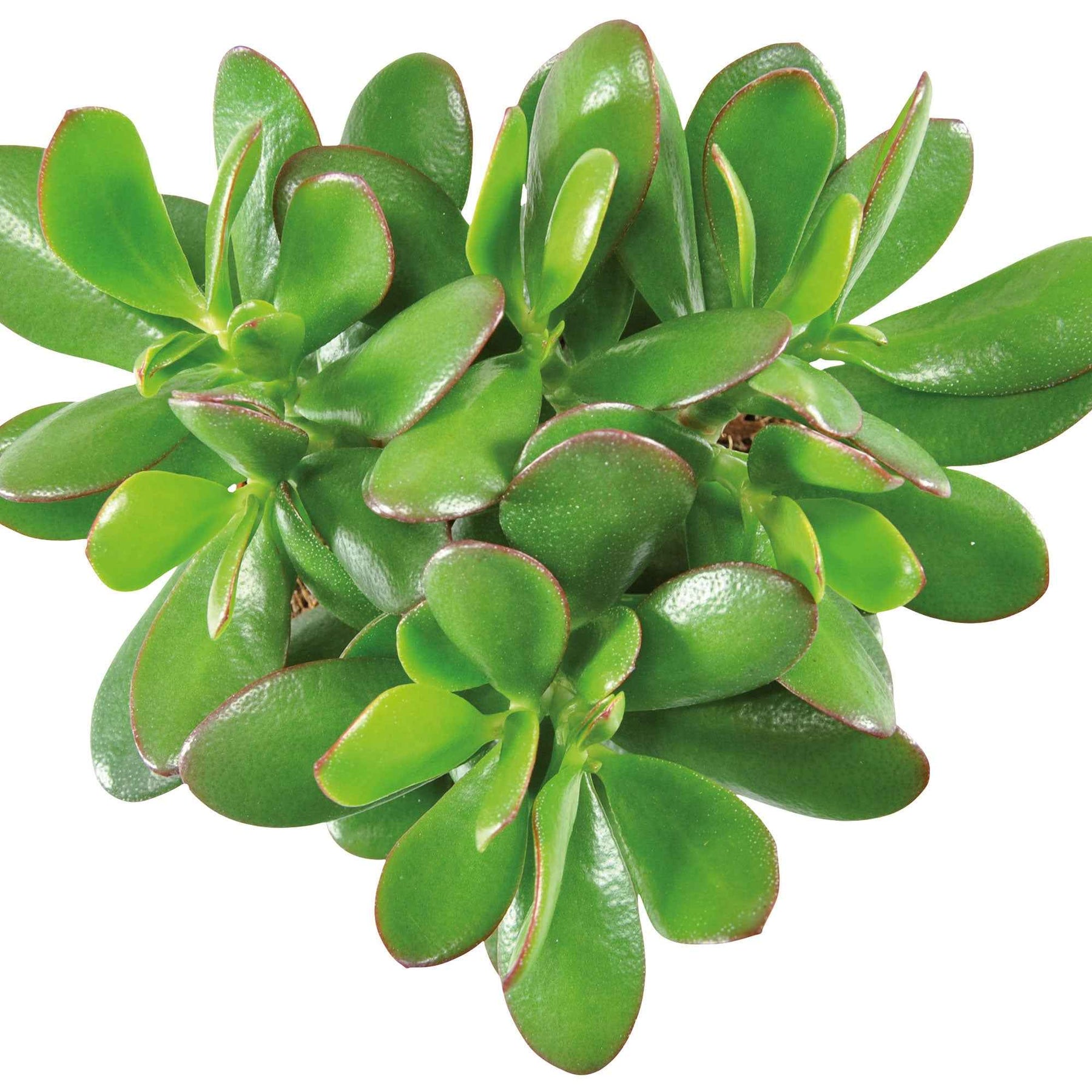 Crassula ovata argentea - Jadeplant - Cactussen en vetplanten
