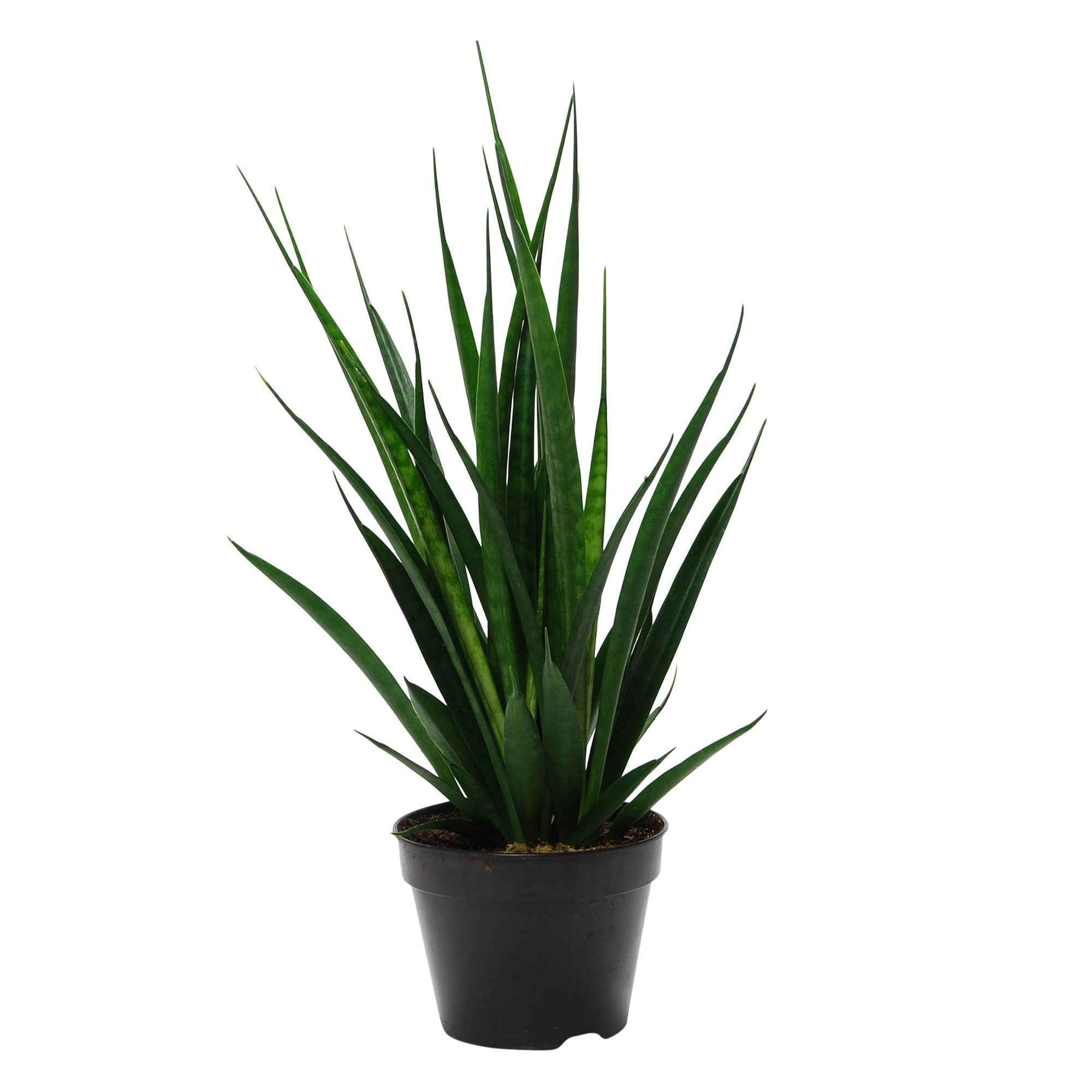 Vrouwentong 'Friends' - Sansevieria kirkii friends - Willemse