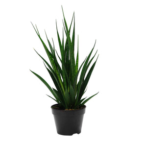 Vrouwentong 'Friends' - Sansevieria kirkii friends - Willemse