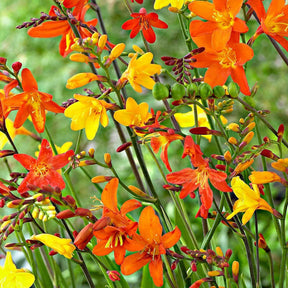 Crocosmia Mix (x30) - Willemse