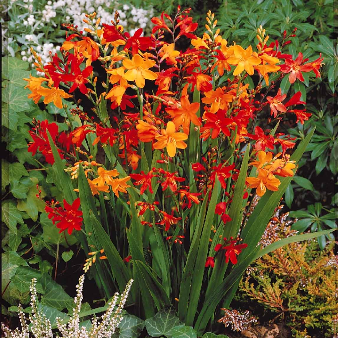 Crocosmia Mix (x30) - Crocosmia