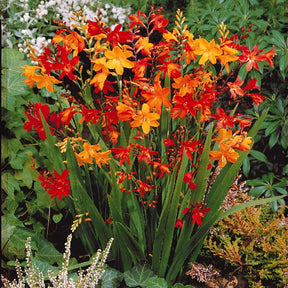 Crocosmia Mix (x30) - Crocosmia