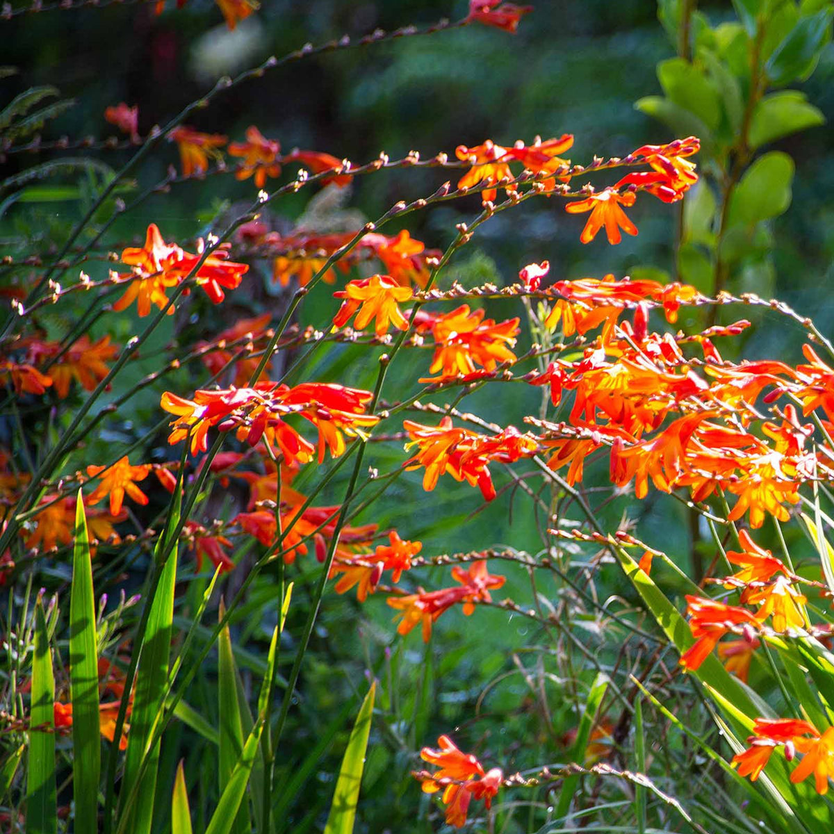 Crocosmia - Crocosmia Mix (x30) - Crocosmia - Montbretia
