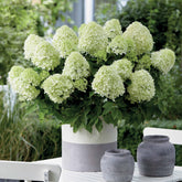 Pluimhortensia 'Little Spooky' - Hydrangea paniculata little spooky - Willemse
