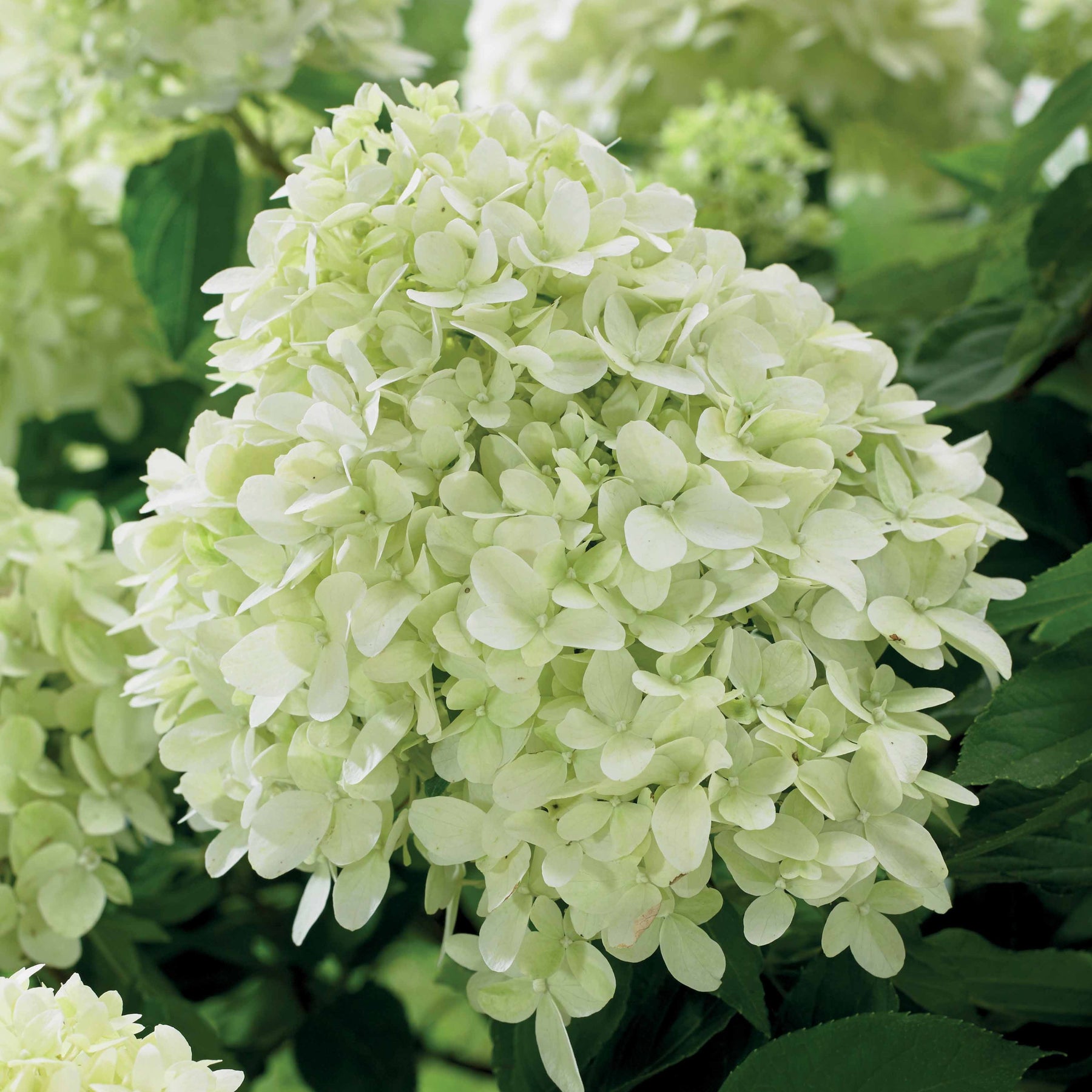Pluimhortensia 'Little Spooky' - Willemse