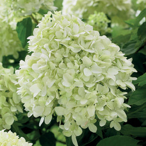 Pluimhortensia 'Little Spooky' - Willemse