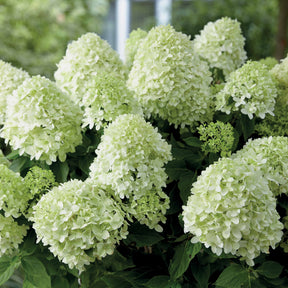 Hydrangea paniculata little spooky - Pluimhortensia 'Little Spooky' - Pluimhortensia