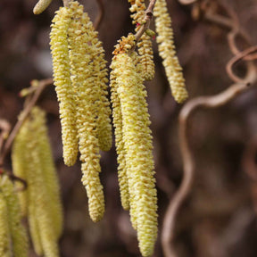 Verkoop Kronkelhazelaar 'Contorta' - Corylus avellana 'contorta'