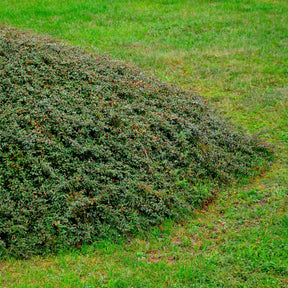 Cotoneaster suecicus Coral Beauty - Dwergmispel 'Coral Beauty' - Bloeiende heesters
