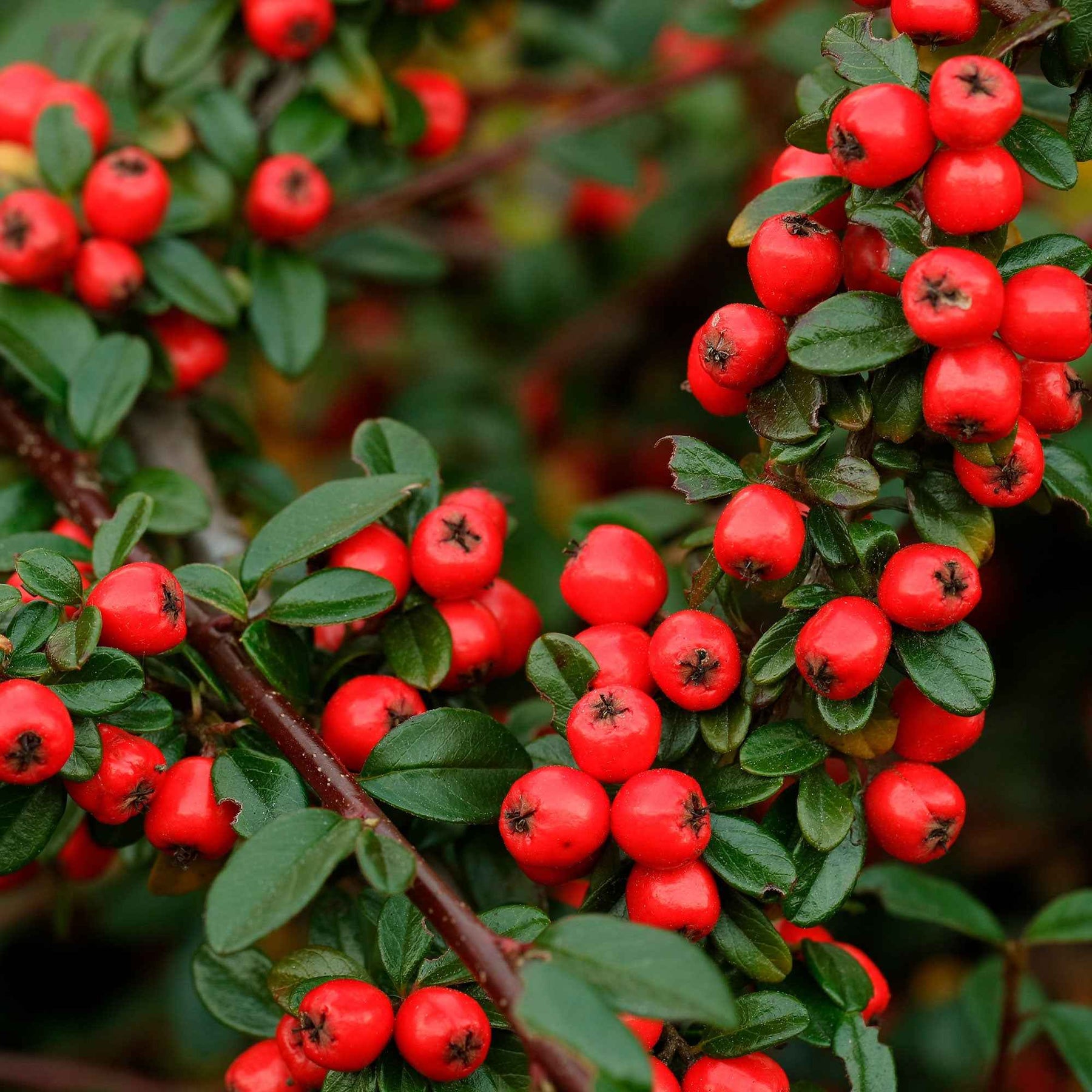 Bloeiende heesters - Dwergmispel 'Coral Beauty' - Cotoneaster suecicus Coral Beauty