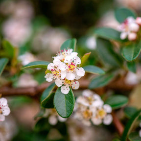 Verkoop Dwergmispel 'Coral Beauty' - Cotoneaster suecicus Coral Beauty