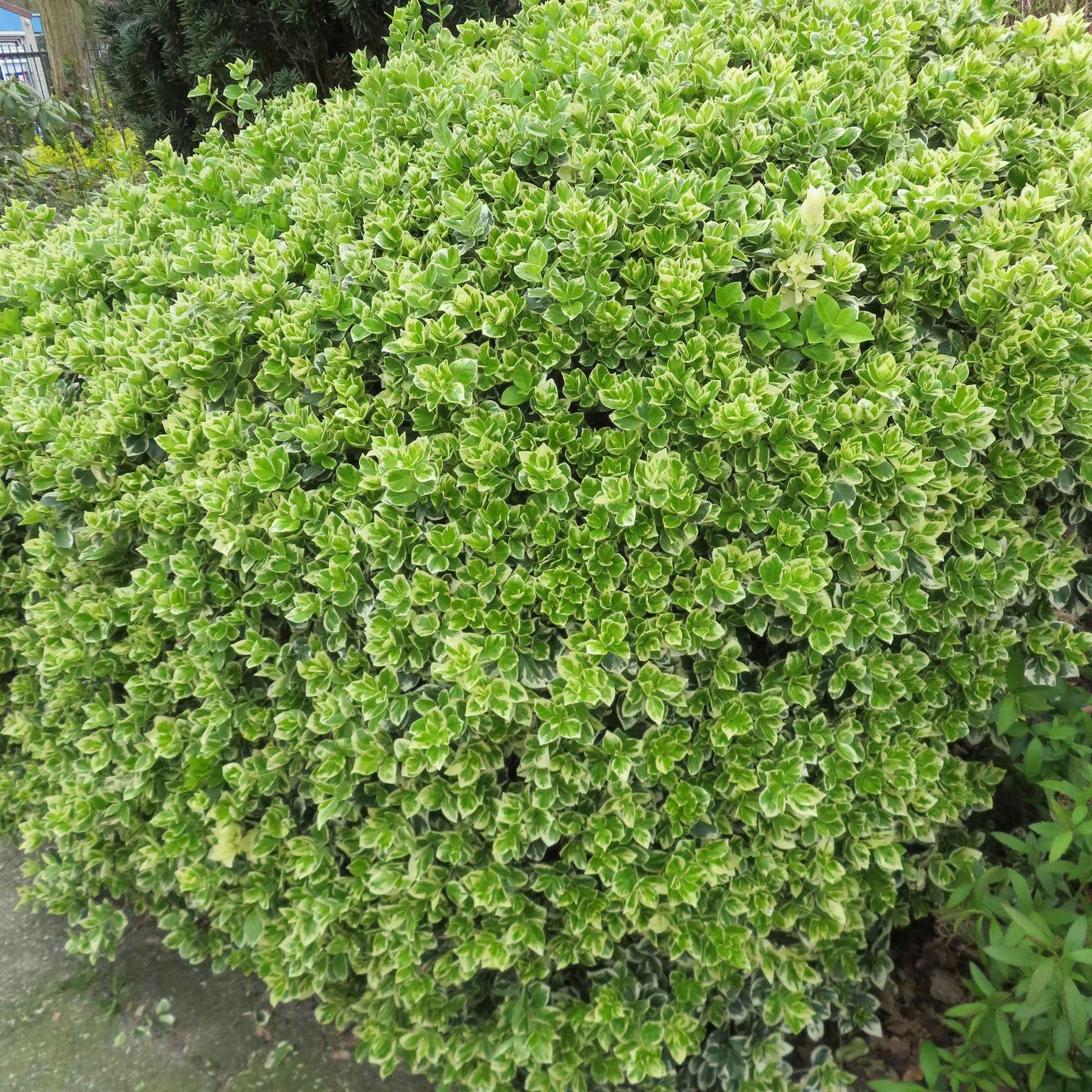 Kardinaalsmuts 'Emerald Gaiety' - Euonymus fortunei emerald gaiety - Willemse