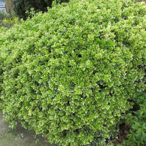 Kardinaalsmuts 'Emerald Gaiety' - Euonymus fortunei emerald gaiety - Willemse