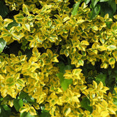Kardinaalsmuts 'Emerald Gold' - Euonymus fortunei Emerald and Gold - Willemse