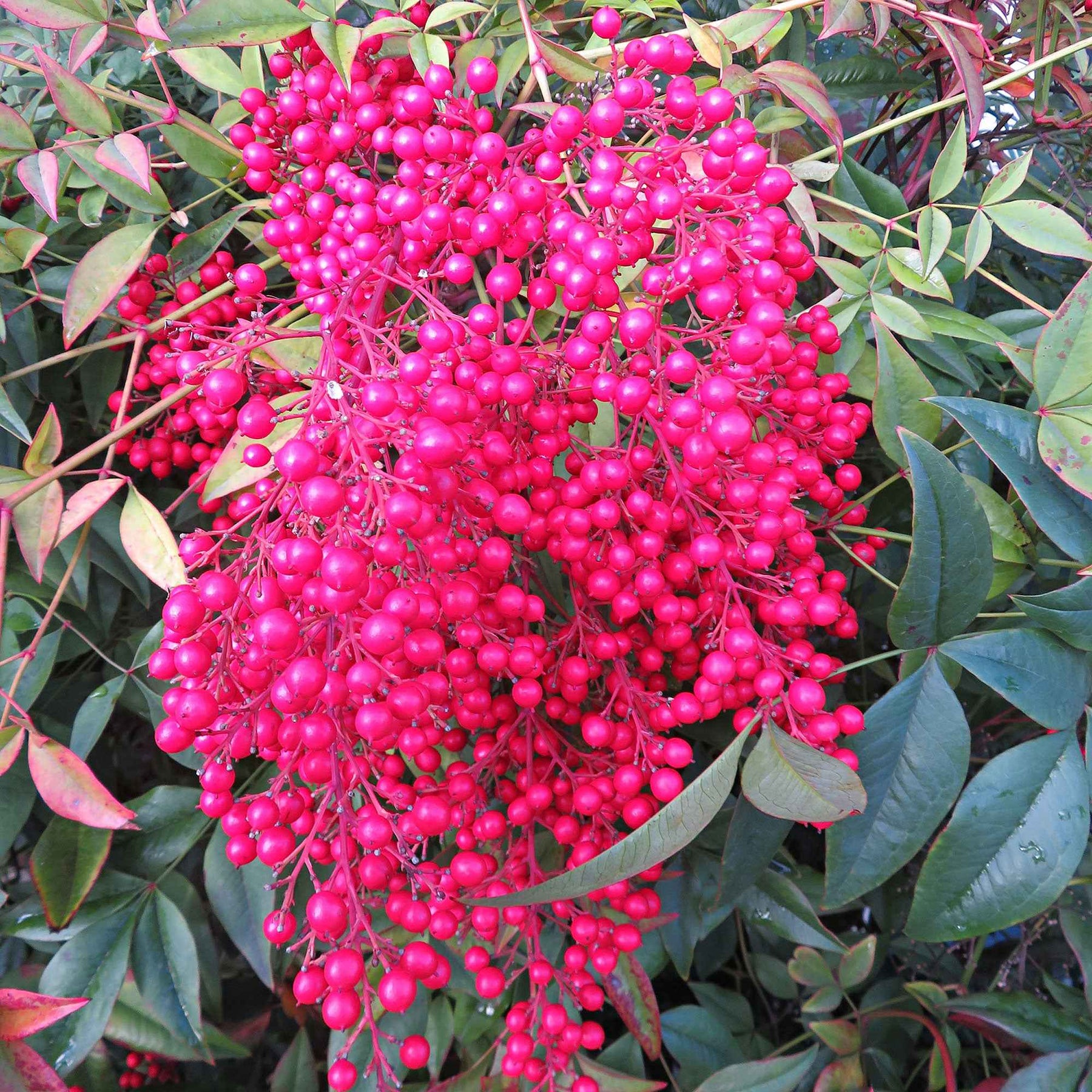 Hemelse bamboe 'Firepower' - Bloeiende heesters - Willemse