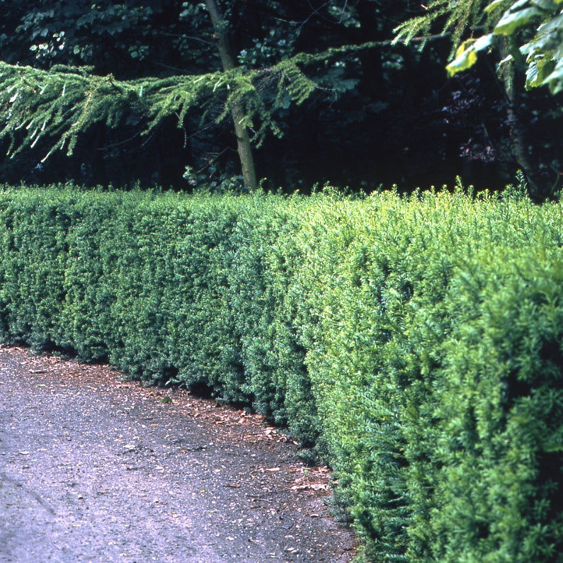 Taxus 'Hicksii' - Taxus media hicksii