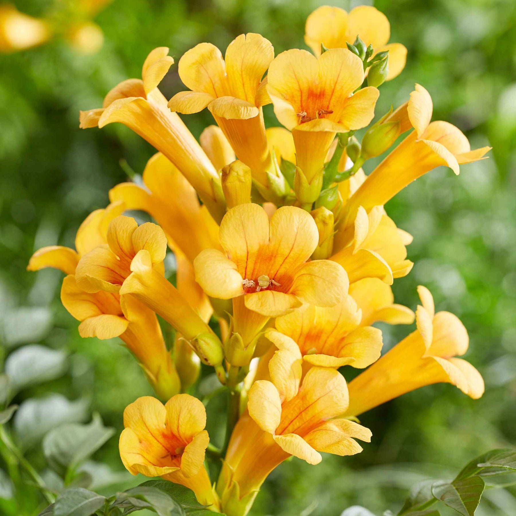 Trompetbloem 'Yellow Trumpet' - Willemse