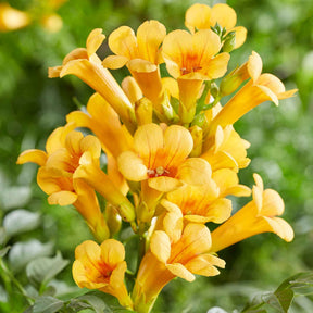 Trompetbloem 'Yellow Trumpet' - Willemse