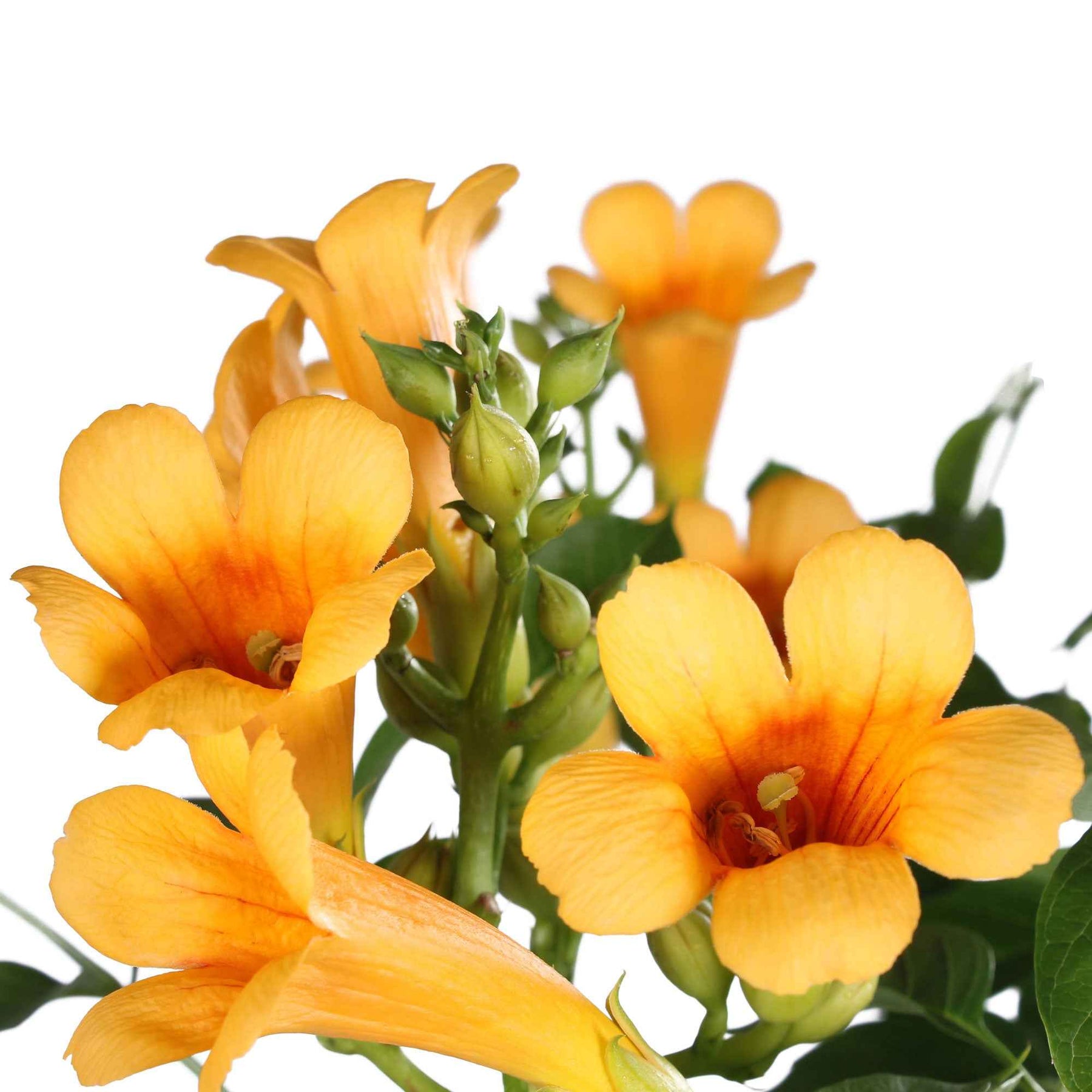 Trompetbloem 'Yellow Trumpet' - Campsis radicans Yellow Trumpet - Willemse