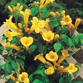 Klimplanten - Trompetbloem 'Yellow Trumpet' - Campsis radicans Yellow Trumpet