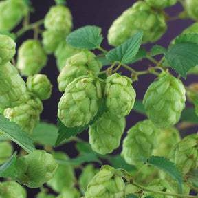 Humulus lupulus magnum - Hop 'Magnum' - Klimplanten