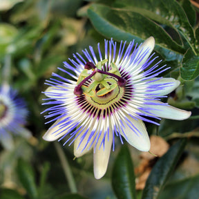 Passiebloem - Passiebloem 2 Liter pot - Passiflora caerulea