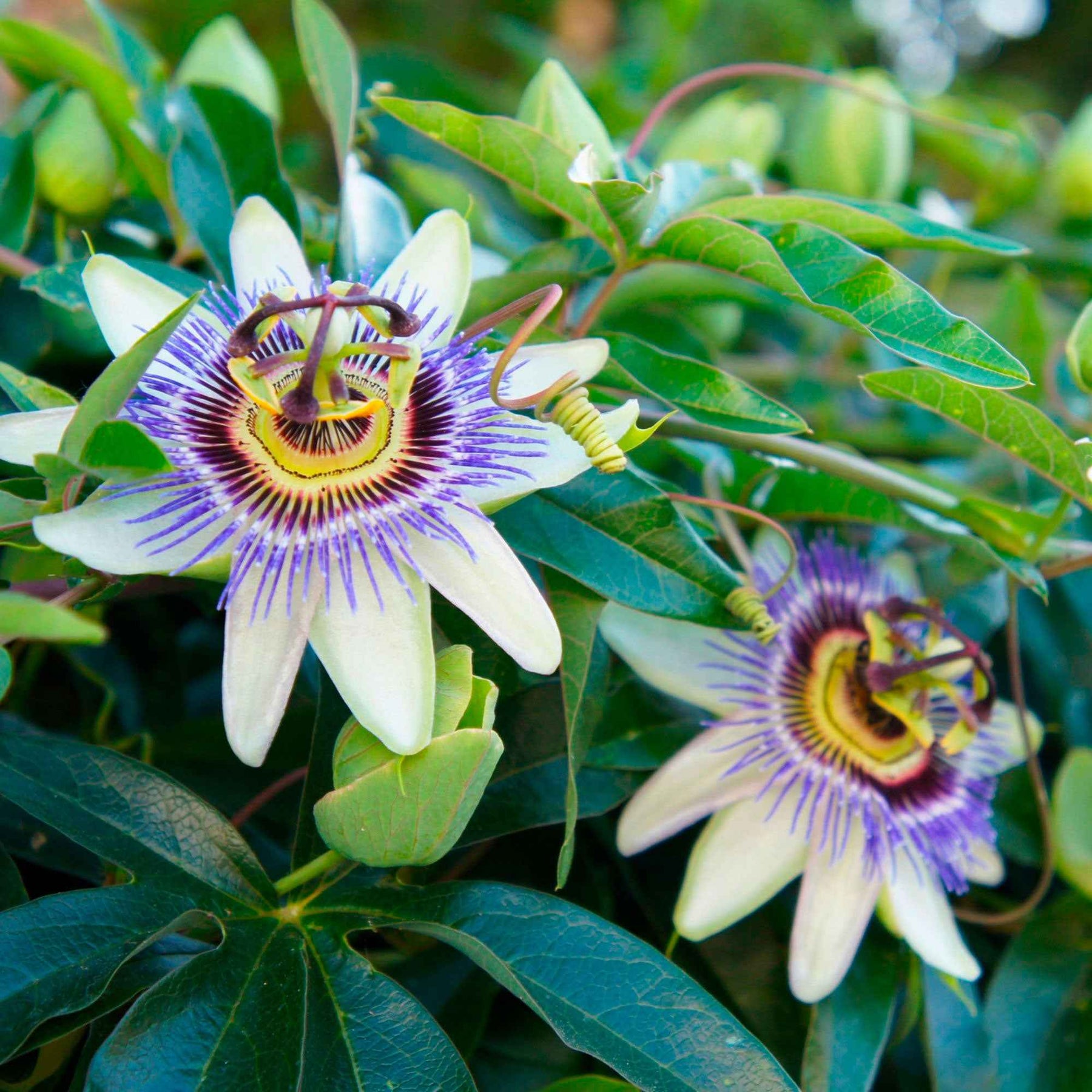 Passiebloem 2 Liter pot - Passiflora caerulea - Willemse