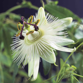 Passiebloem 'Constance Elliot' - Passiflora caerulea constance elliot - Willemse