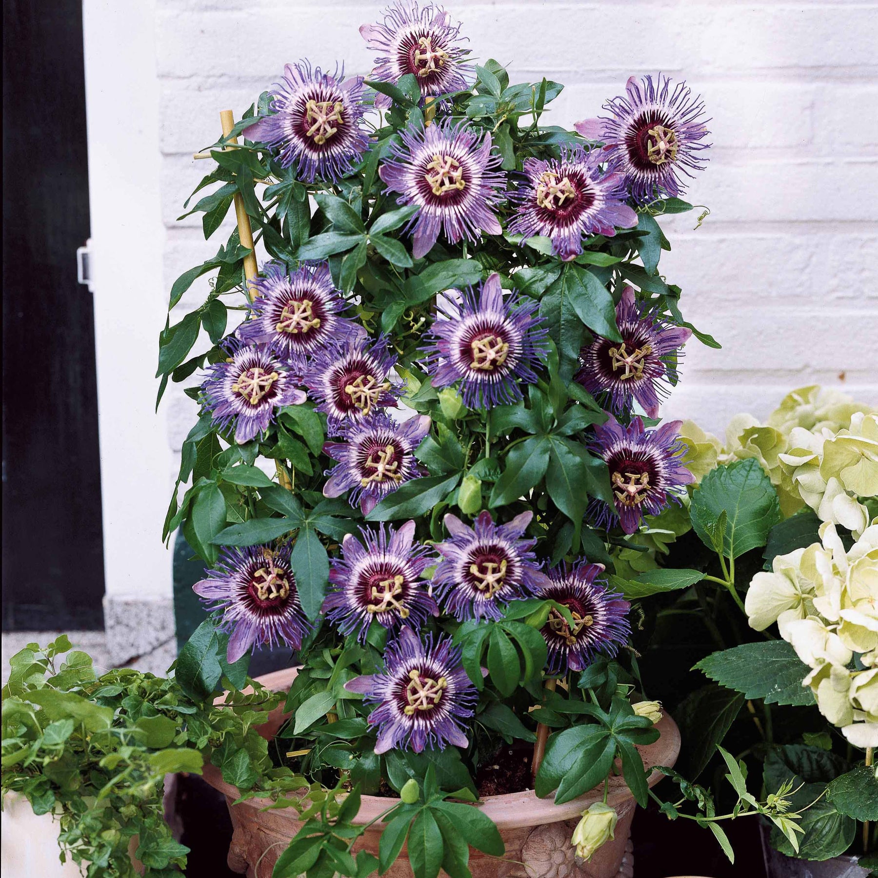 Passiflora purple rain - Passiebloem 'Purple Rain' - Passiebloem