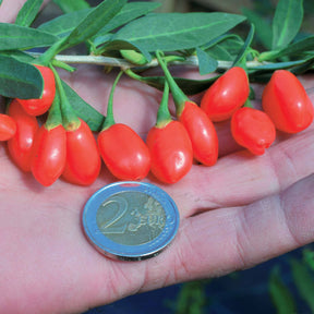 Gojibes 'Princess Tao' - Lycium barbarum princess tao ® 'fpw03' - Willemse