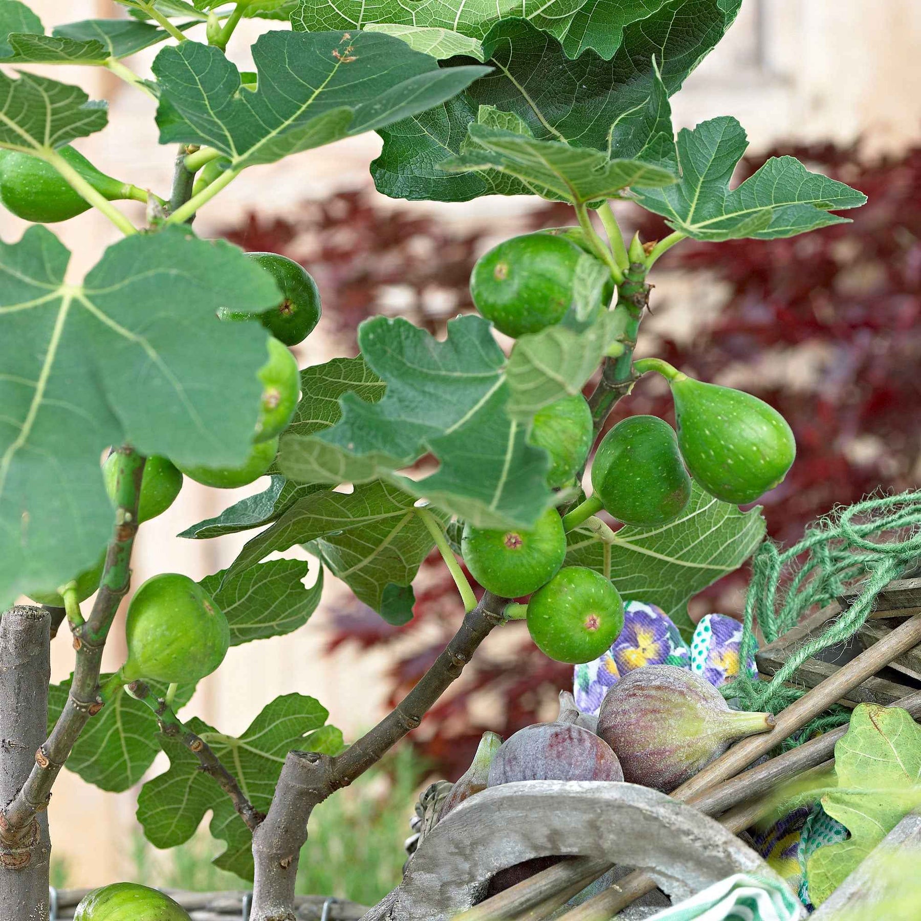 Vijgenboom Ficus 'Perretta' -  Winterhard - Willemse