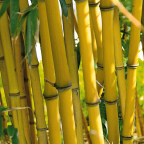 Bamboe - Bamboe Phyllostachys 'Aureocaulis' - Phyllostachys aureosulcata aureocaulis