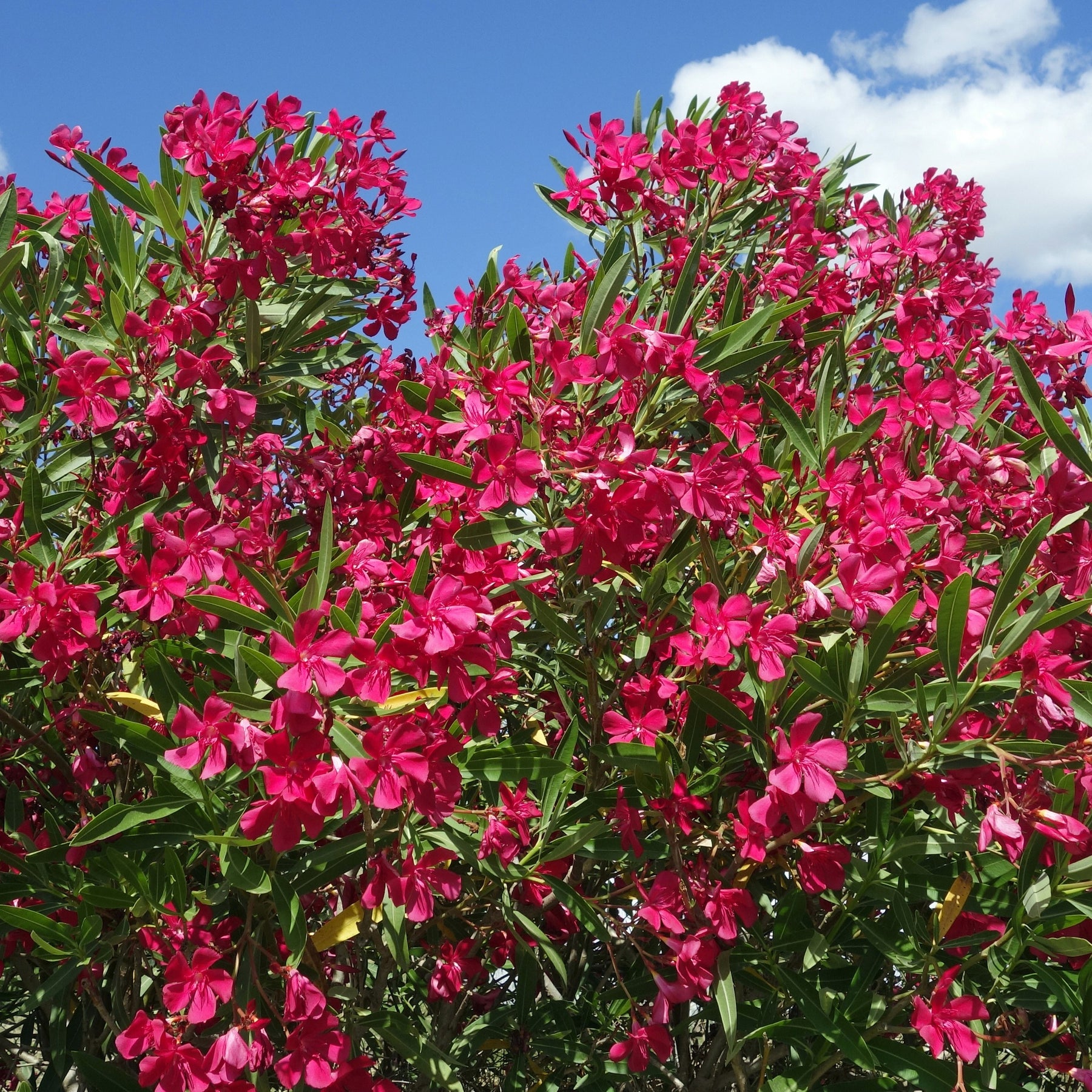 Oleander red - Nerium oleander - Willemse