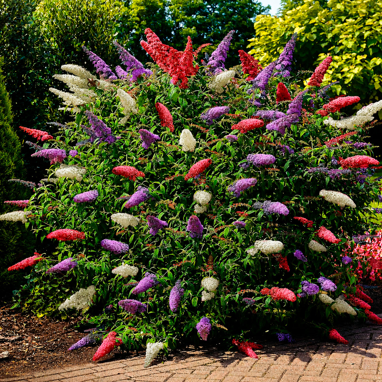 Vlinderstruik 'Tricolor' - Willemse
