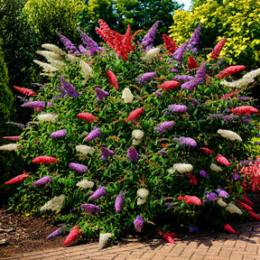Vlinderstruik 'Tricolor' - Willemse