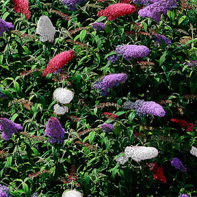 Vlinderstruik 'Tricolor' - Buddleja davidii empire blue, pinkdelight, white - Willemse