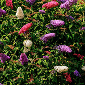 Vlinderstruik 'Tricolor' - Buddleja davidii empire blue, pinkdelight, white - Willemse