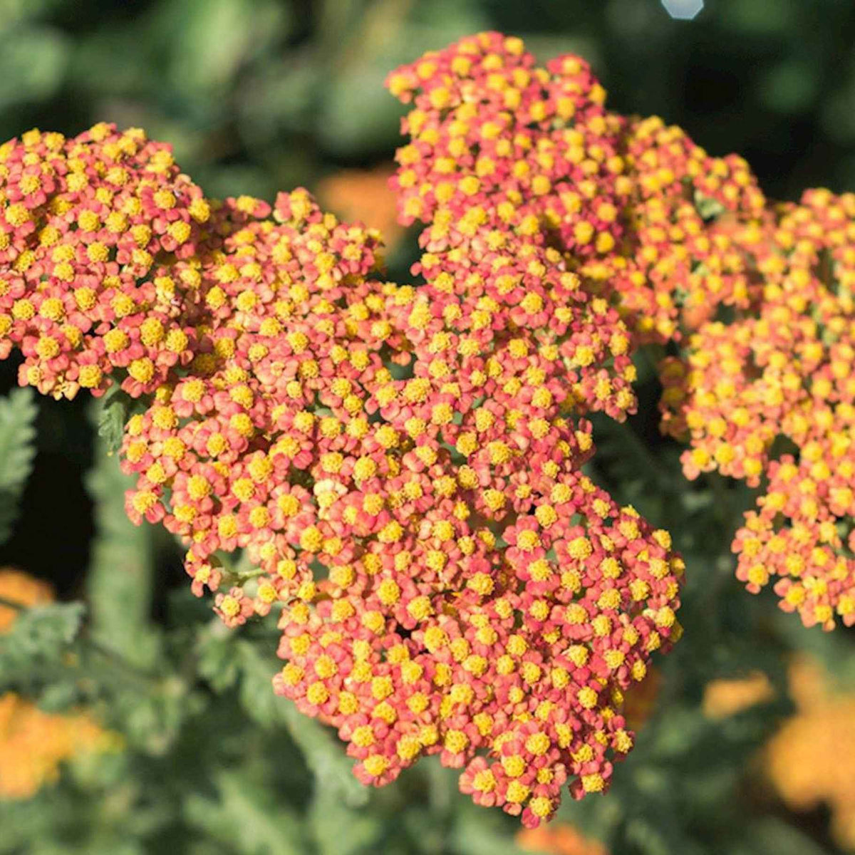 Duizendblad 'Walter Funcke' - Achillea hybride Walter Funcke - Willemse