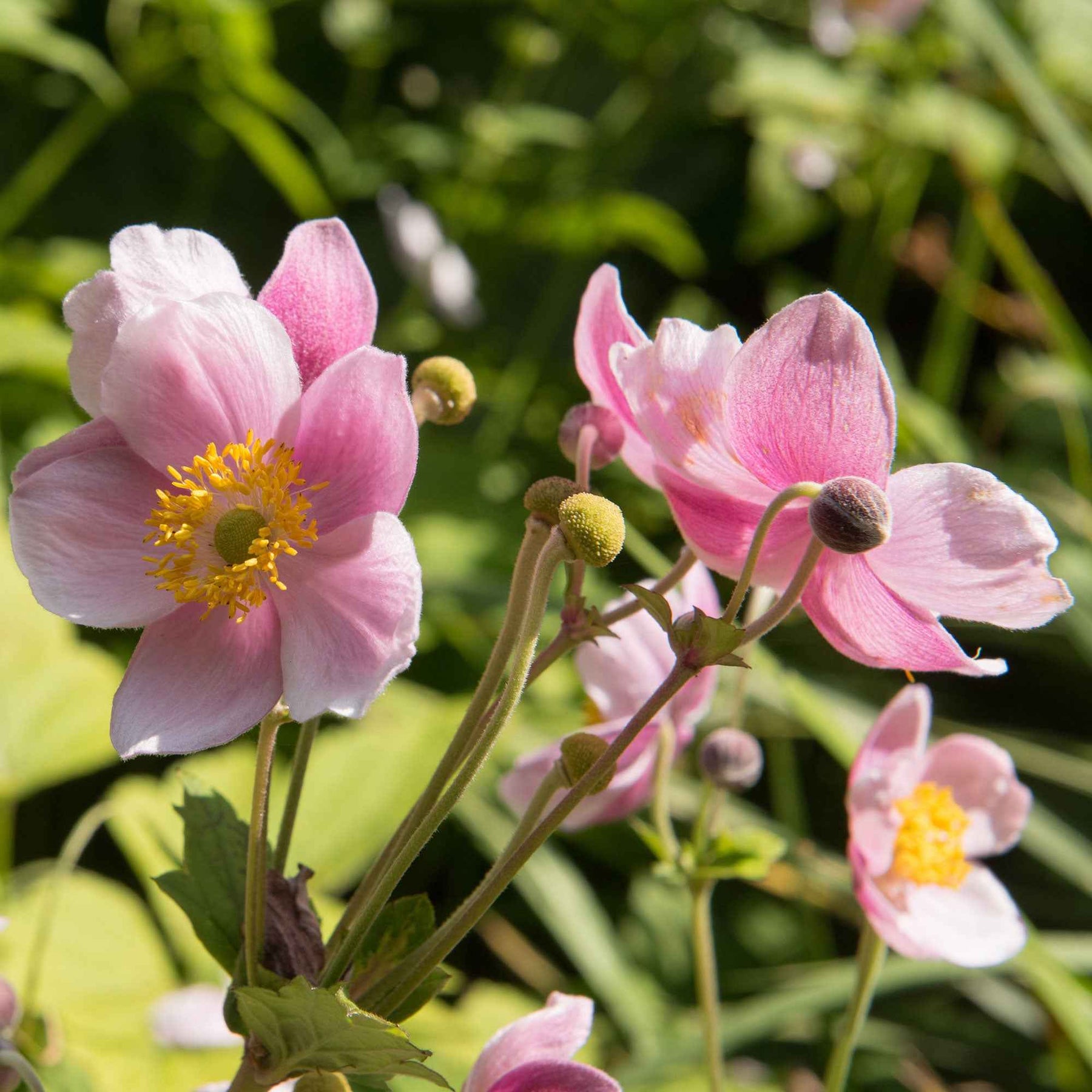 Herfstanemoon 'September Charm' - Anemone hupehensis September Charm - Willemse