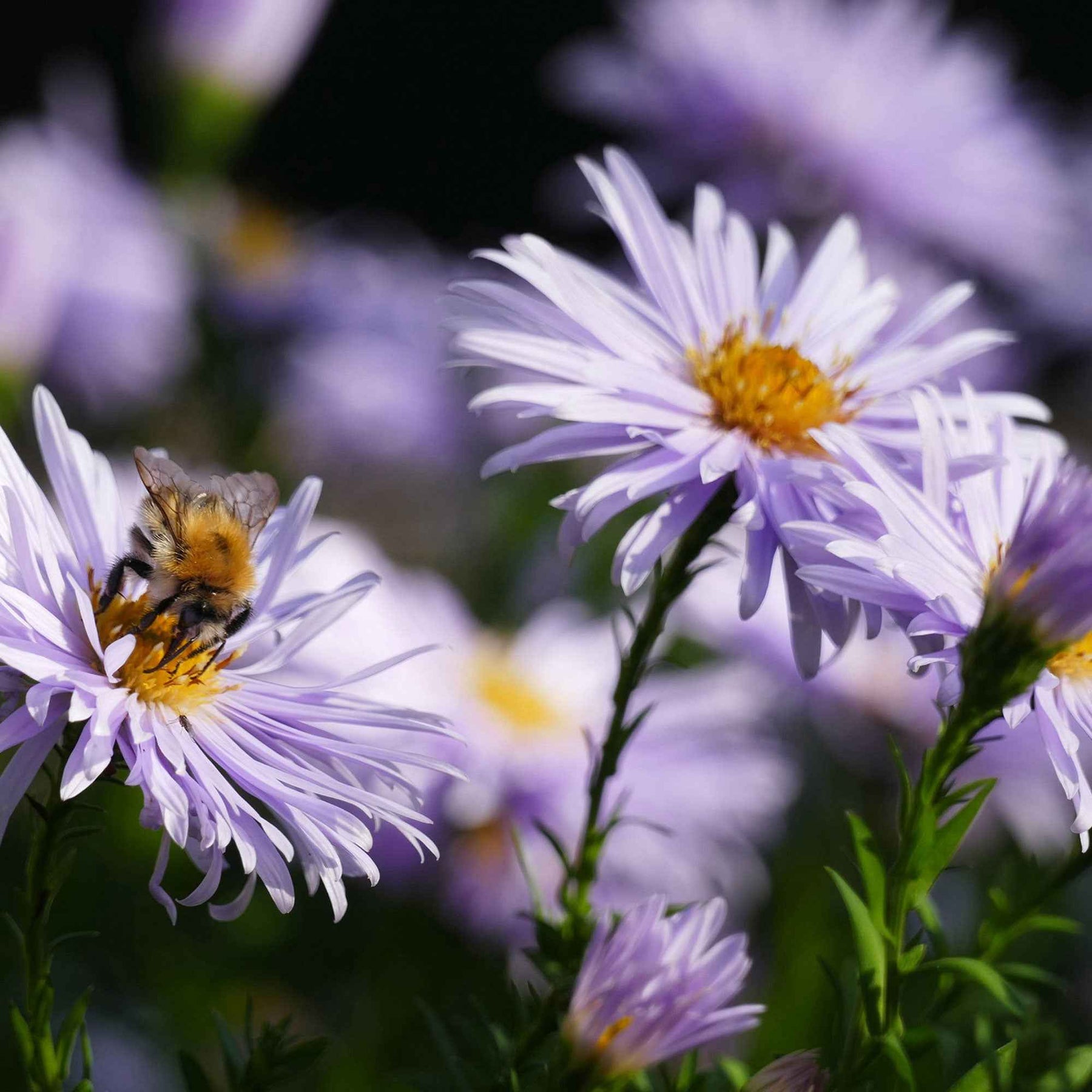 Aster - Herfstaster 'Asran' - Aster ageratoides Asran