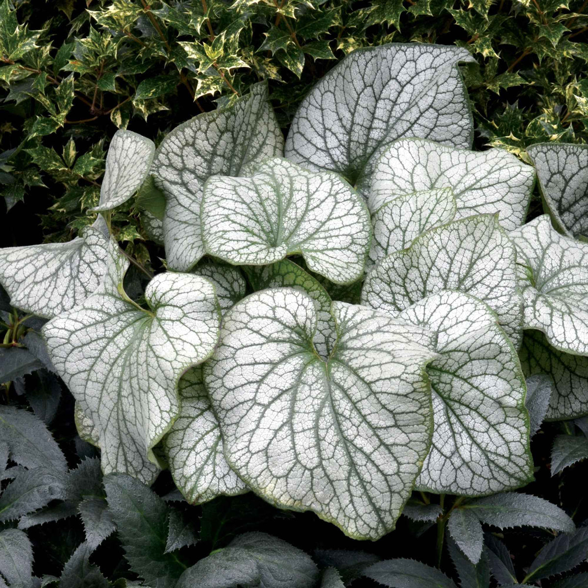 Kaukasische vergeet-mij-nietje 'Alexanders Great' - Willemse