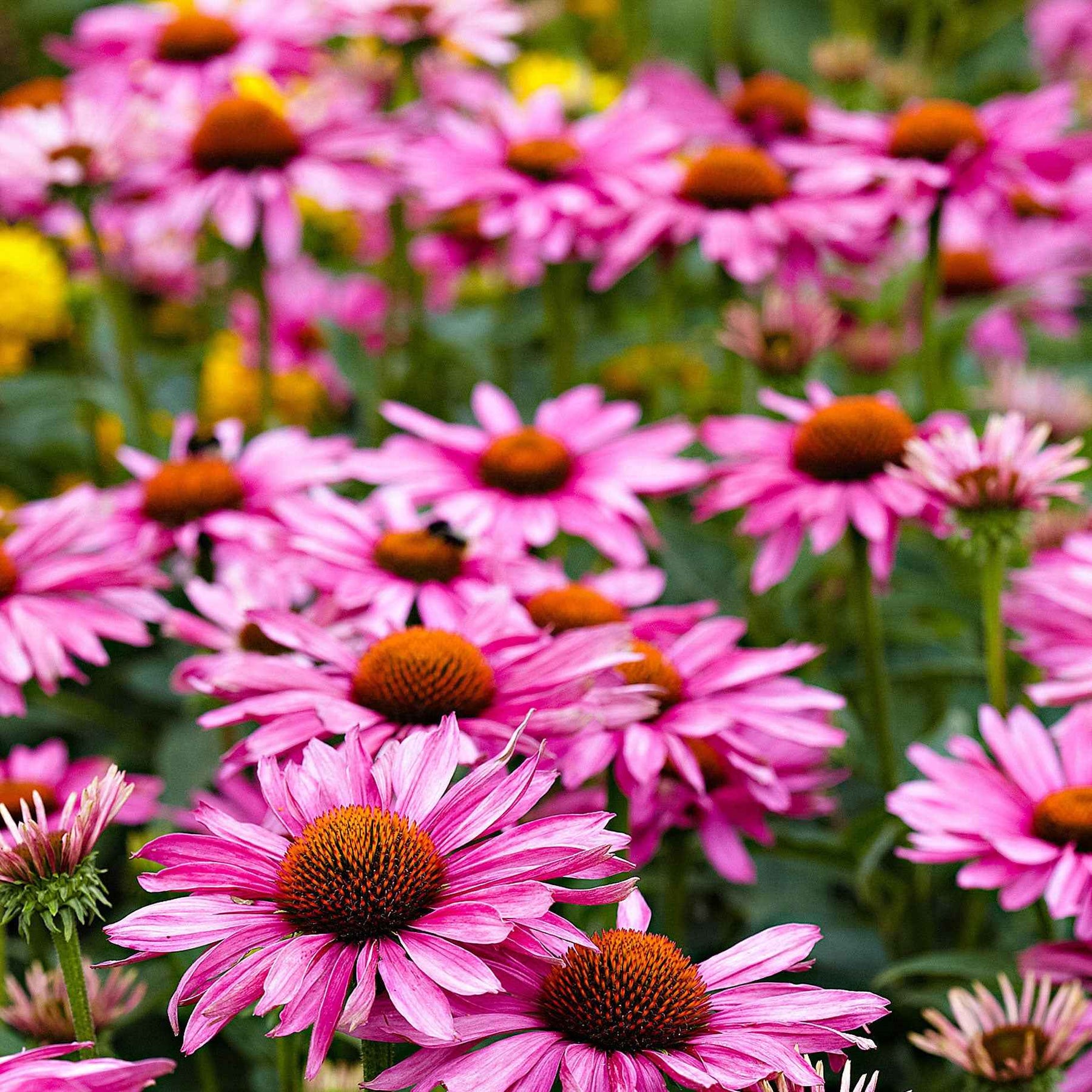 Rode zonnehoed - Echinacea purpurea - Willemse