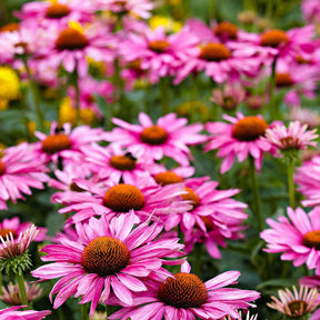 Rode zonnehoed - Echinacea purpurea - Willemse