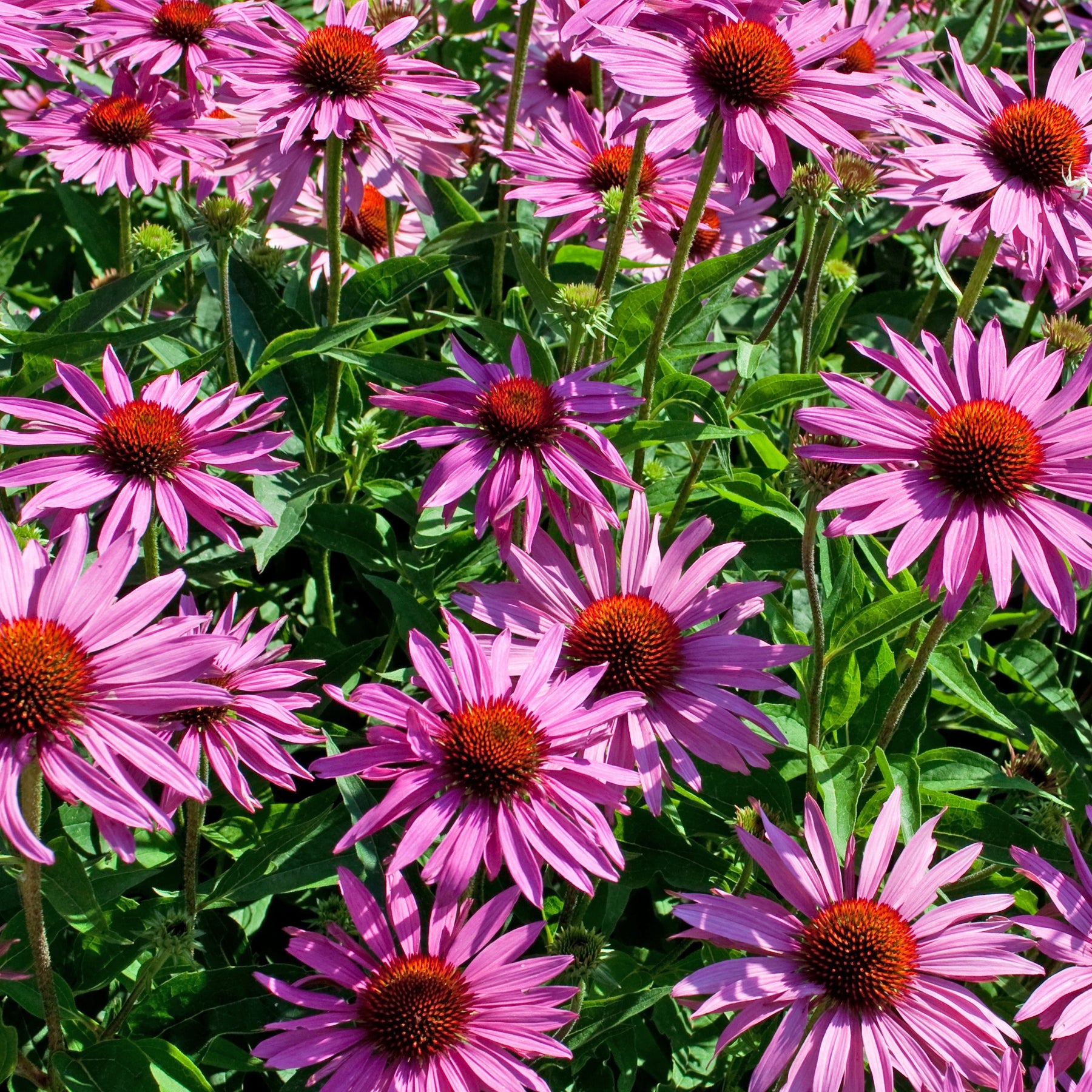 Echinacea purpurea - Rode zonnehoed - Echinacea - Zonnehoed